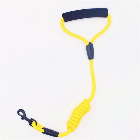 Pets Dog running leash