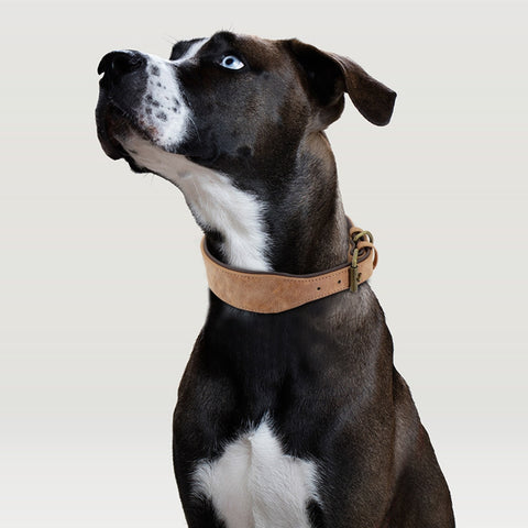 Dog Wide Leather Padded Collar