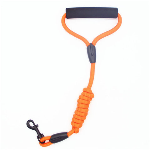 Pets Dog running leash