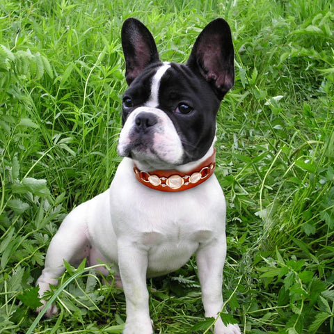 Dog Durable Genuine Leather Collar
