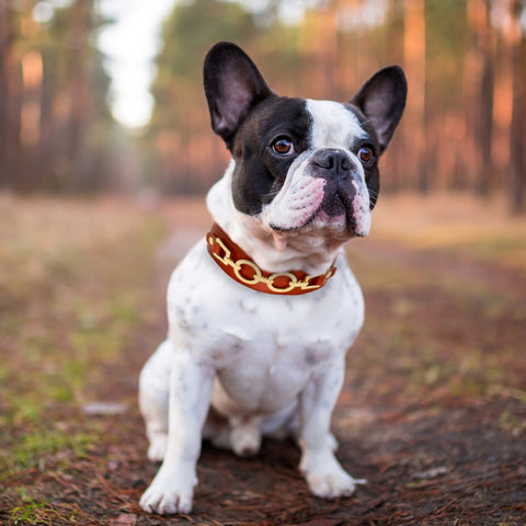 Dog Durable Genuine Leather Collar