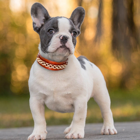 Dog Durable Genuine Leather Collar