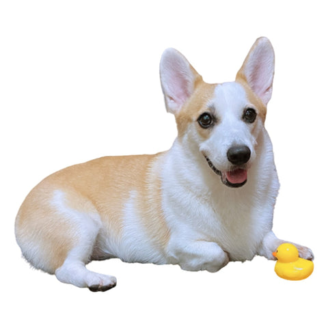 Pet Yellow Duck Chew Toy