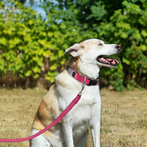 New Adjustable Reflective Nylon Dog Collars