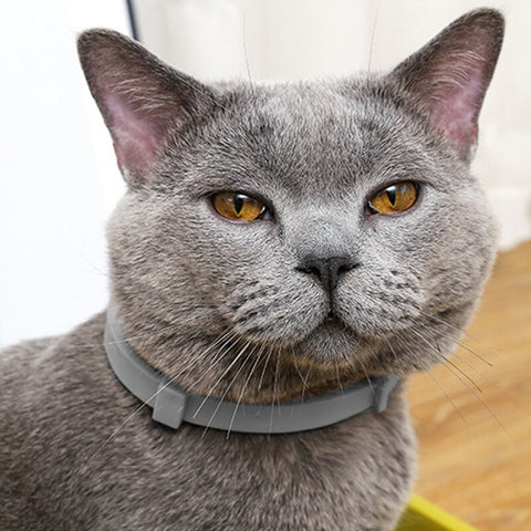 New Pet Anti Flea Collar