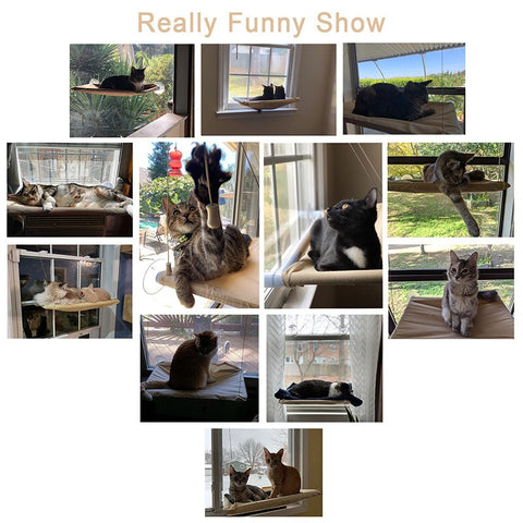 New Pets Window Shelves Beds