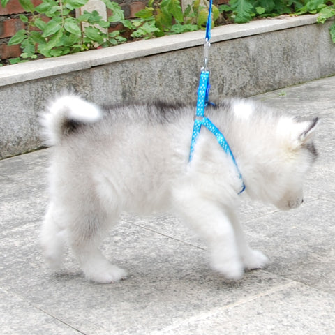 Dog Cat Adjustable Harness