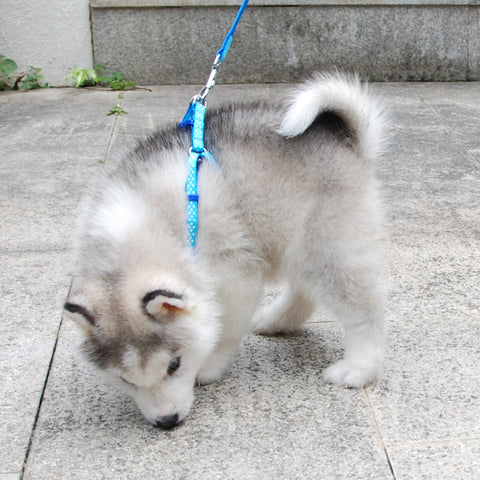 Dog Cat Adjustable Harness
