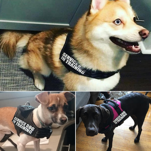 Pet Dog Adjustable Harnesses