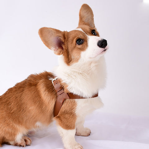 Dog Leather Chest Harness