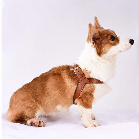 Dog Leather Chest Harness