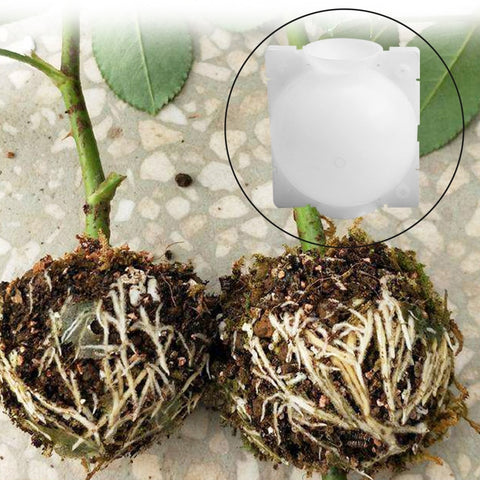 Plant Grafting Rooting Box