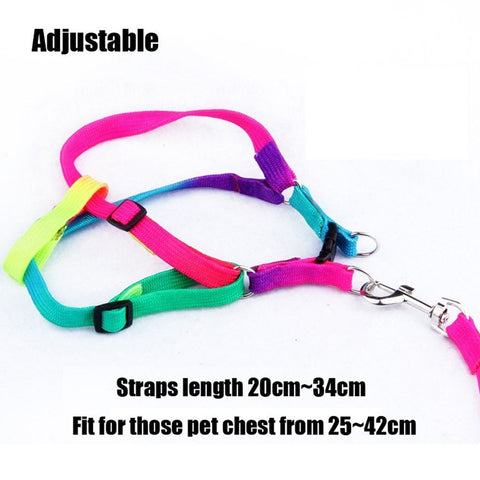 Cat Adjustable Rainbow Harness