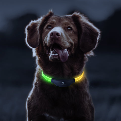 Dog LED Glowing Collar